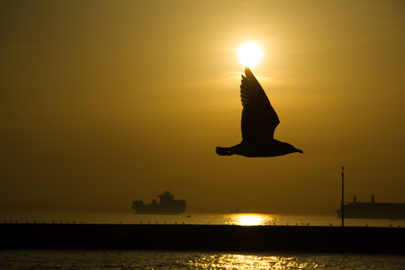 Seagull Shade in The Sunsetの写真素材