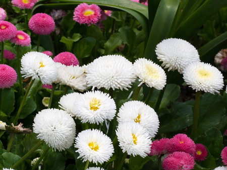 English Daisies - Bellis Perennisの写真素材