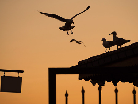 A seagull is landing and others watching itの写真素材