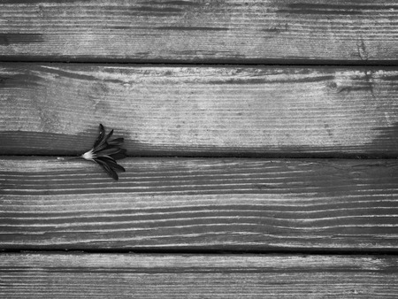 Wood Background and Flower BWの写真素材