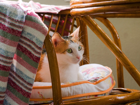Multi Colored Catの写真素材