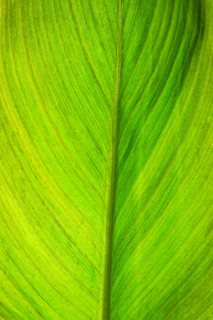 Green Leaf Background