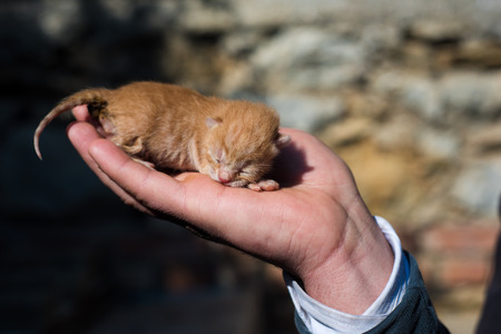 Newborn Yellow Kitten at The Handの写真素材
