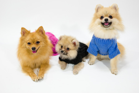 Cutest Pomeranian family at studio on a white background. They posed with the knitwear clothes.の写真素材