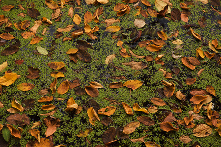 Autumn Leaves on The Duckweedsの写真素材