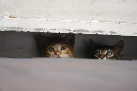 Adorable, curious and shy little kittens, are hiding at the pavement in a safe placeの写真素材