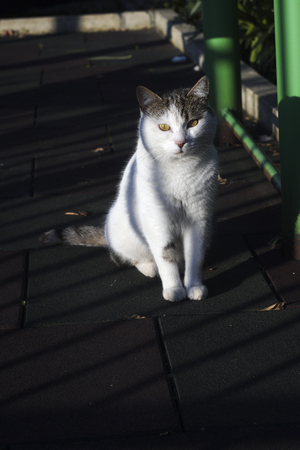Unique Artistic Cat Photo with Shadows On It - Colorfulの写真素材