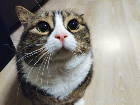 Super cute fat tabby cat is begging for foodの写真素材