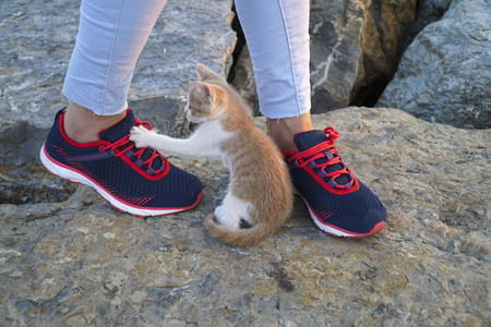 Kitten and New Style Sneakers Without Logoの写真素材