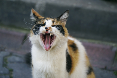 Multicolored cat is yawning at street but it is looks like  laughing.の写真素材