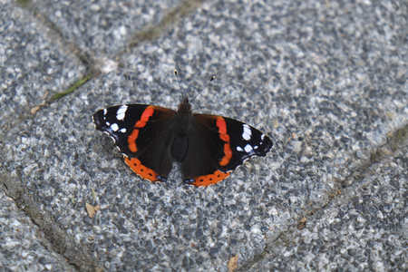 Black white and orange colored butterfly on stone ground at streetの写真素材