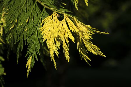 Leaves of the Cypress Treeの写真素材