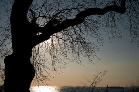 Silhouette of a tree in sunset time at Istanbul, Moda.の写真素材