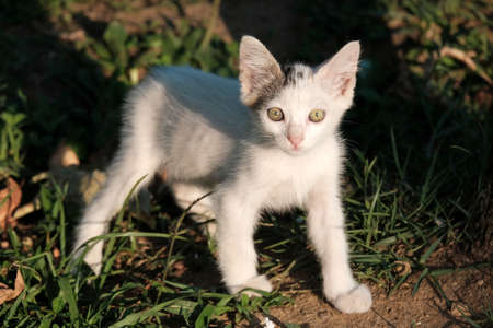 Little white kitten is looking at camera at gardenの写真素材