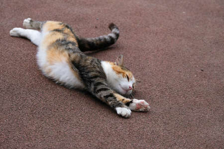 An adorable feline is stretching its body when lying down on groundの写真素材