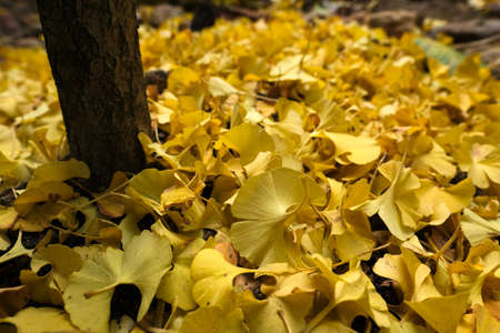 Yellow ginkgo biloba leaves in autumn time, also known as the maidenhair tree.の写真素材