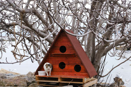 Red cat house and stray cats under a tree at a rocky beach of Istanbulの写真素材