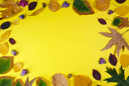 Autumn leaves and purple dried hibiscus flowers on a yellow background from directly above and a big copy-space in the center.の写真素材