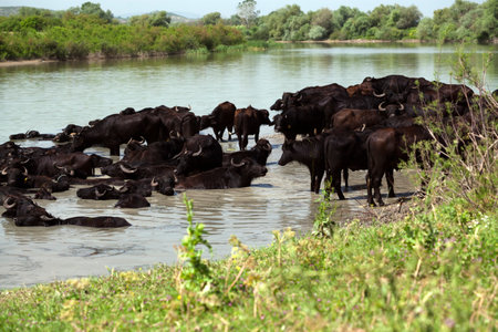 Water buffalos are crossing a wide river in Bursa, Turkey.の写真素材