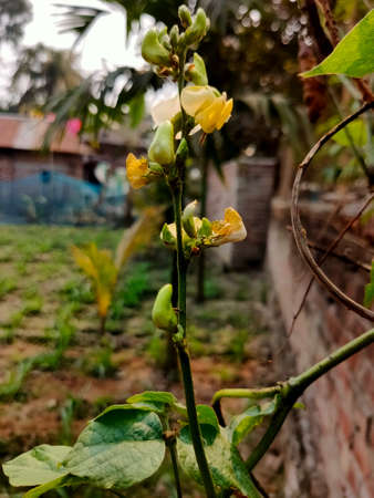 When we talk about nature, we talk about the White Desert, when we talk about calm and psychological comfort, we talk about the White Desert, when we talk about camping, we talk about the White Desertの写真素材
