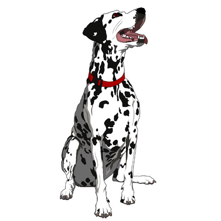 Obedient Dalmatianのイラスト素材