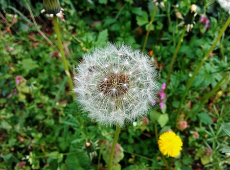 Dandelion and grassの写真素材