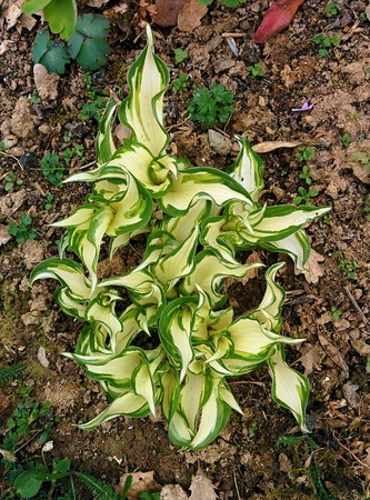 Light and dark green flower in gardenの写真素材