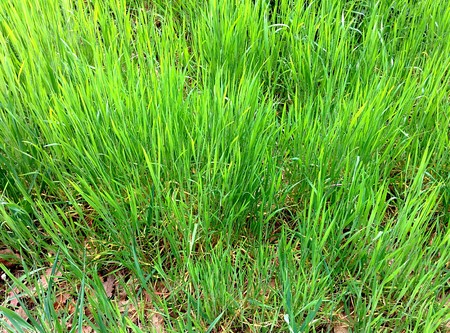 Green countryside grassの写真素材