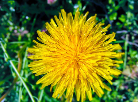 Yellow dandelionの写真素材