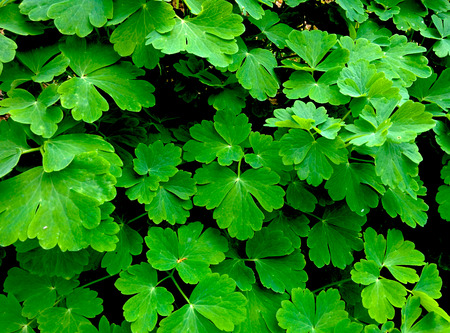 Green leaves backgroundの写真素材