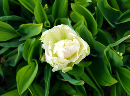 White tulip and green leavesの写真素材