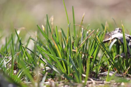 grass, green, in the month of March on a sunny background
