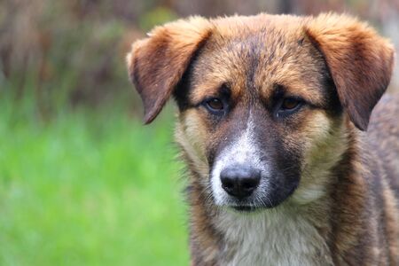 Dog on green grass