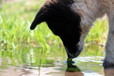 The dog drinks water from the riverの写真素材