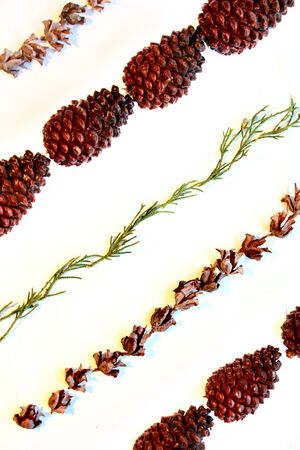 Cones of fir branches lie in rowsのeditorial素材