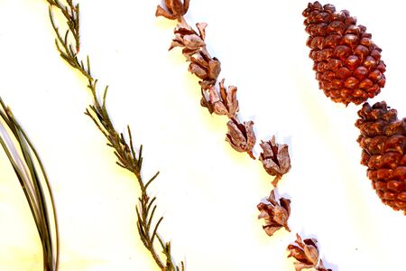 Cones of fir branches lie in rowsのeditorial素材