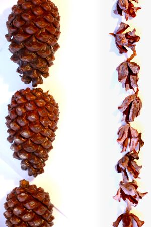 Cones of fir branches lie in rowsのeditorial素材