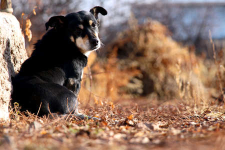 pet sits sadly basking in the sunのeditorial素材