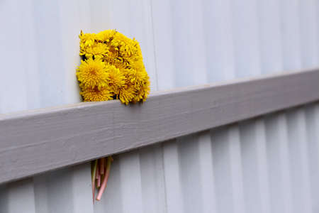 Bouquet of yellow dandelions on the fenceのeditorial素材