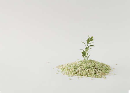 A little plant in little green stones against white background.Summer or spring concept.Creative nature idea.の写真素材