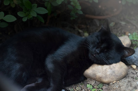 A black domestic cat sleeping on rock in the gardenの写真素材