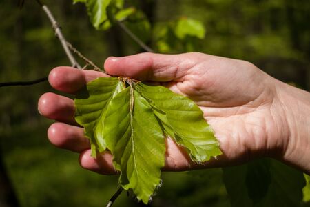 Hand holding green leaves. Saving environment conceptの写真素材