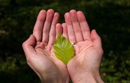 Hands holding young green leaf on green background