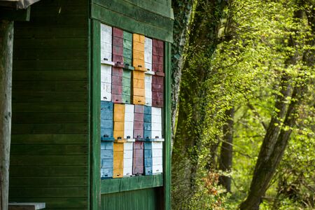 Colorful honey beekeeping boxes in the green forestの写真素材