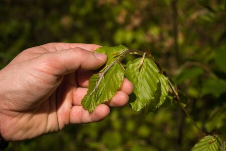 Man hand holding early spring young leaves in the forest