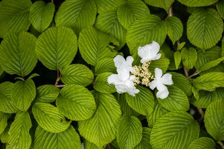 White flowers surrounded with green leaves in natureの写真素材