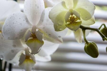 White orchid flowers covered with water drops close upの写真素材