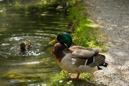 Male mallard duck by the pond in natureの写真素材