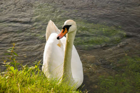 White swan in the riverの写真素材