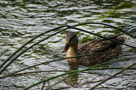 Female mallard duck in the water behind tall grassの写真素材